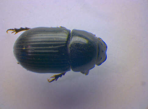 Image de <i>Aphodius ater</i>