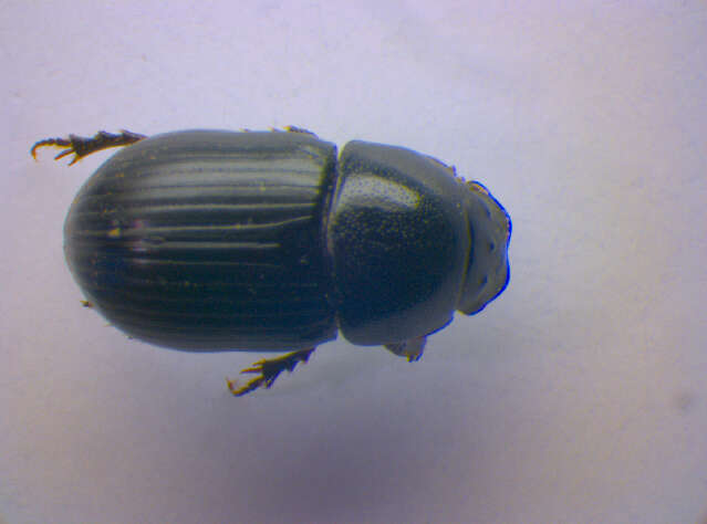 Image of <i>Aphodius ater</i>