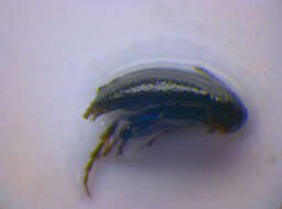 Image of <i>Anaspis pulicaria</i>