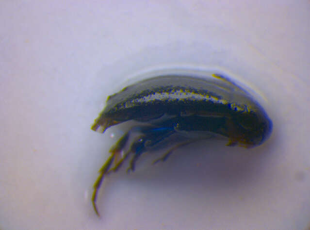 Image of <i>Anaspis pulicaria</i>