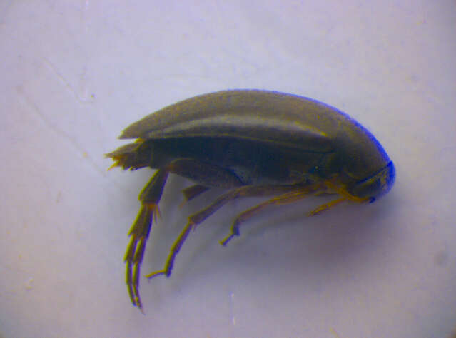 Image of <i>Anaspis pulicaria</i>