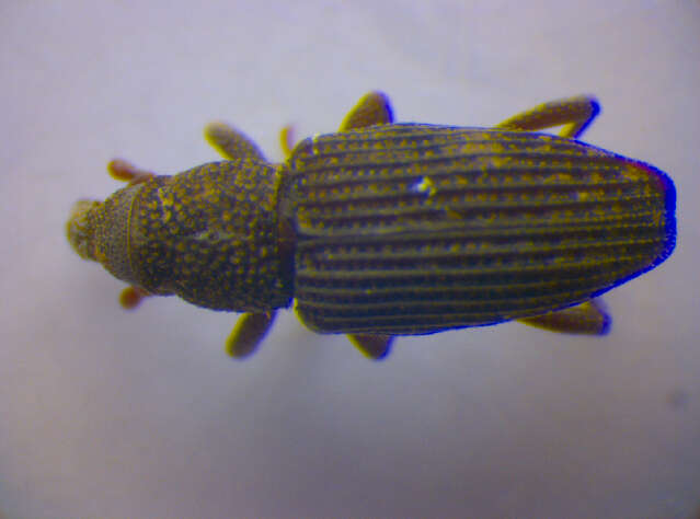 Image of Saproxylic weevil