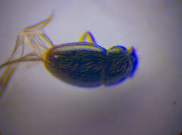 Imagem de Ptenidium (Ptenidium) fuscicorne Erichson 1845