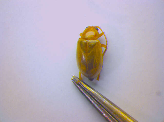 Image of Leaf beetle