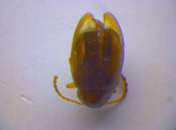 Image of Leaf beetle