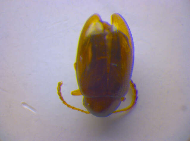 Image of Leaf beetle