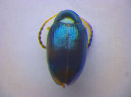 Image of Leaf beetle