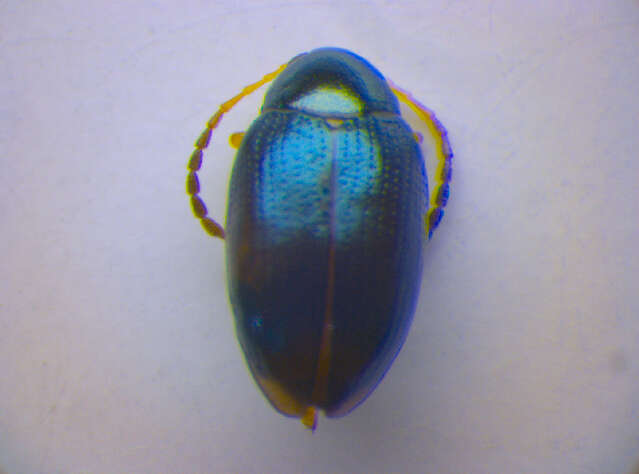 Image of Leaf beetle