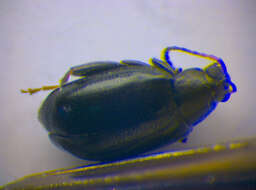 Image of <i>Phyllotreta astrachanica</i>