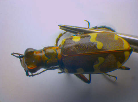 Image of Cicindela hybrida transversalis