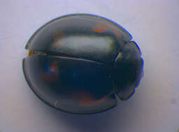 Image of Pine Lady Beetle