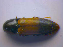 صورة <i>Ampedus balteatus</i>