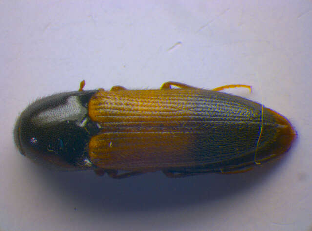 صورة <i>Ampedus balteatus</i>