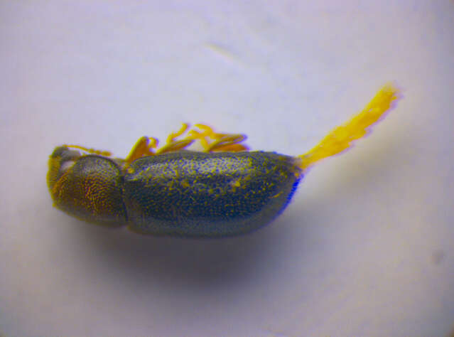 Image of <i>Orthocis pygmaeus</i>