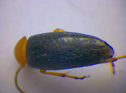 Image of <i>Anaspis regimbarti</i>