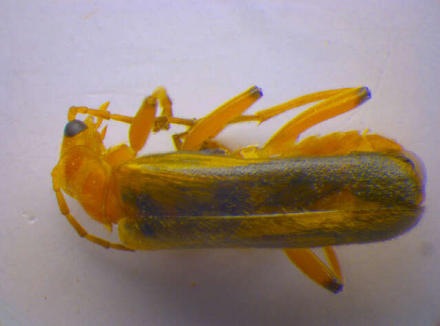 Image of <i>Cantharis cryptica</i>