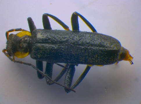 Image of <i>Cantharis obscura</i>