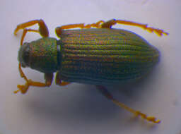 Image of Phyllobius (Subphyllobius) virideaeris (Laicharting 1781)