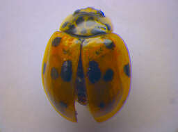 Image of <i>Adalia decempunctata</i>