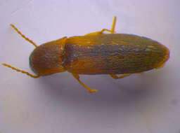 Image of <i>Dalopius marginatus</i>