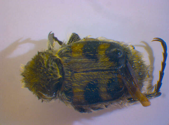 Image of Bee beetle