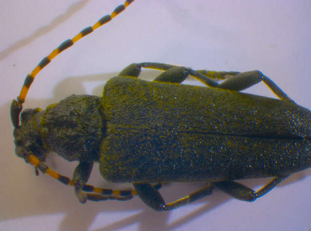 Image of Lepturobosca virens (Linné 1758)