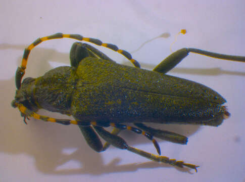 Image of Lepturobosca virens (Linné 1758)