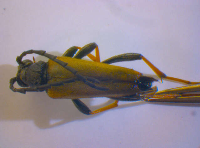 Image of Stictoleptura (Aredolpona) rubra (Linné 1758)