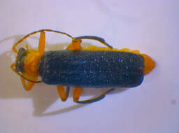 Imagem de <i>Cantharis pellucida</i>