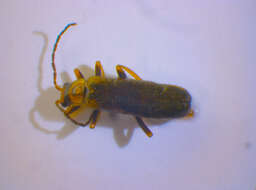 Image of <i>Cantharis figurata</i>