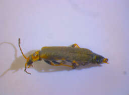 Image of <i>Cantharis figurata</i>