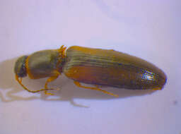 صورة <i>Dalopius marginatus</i>