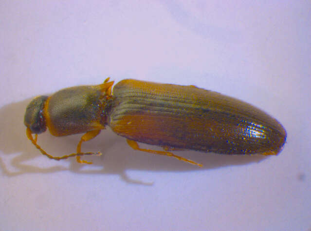 Image of <i>Dalopius marginatus</i>