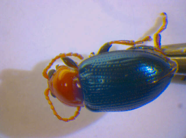 Imagem de <i>Neocrepidodera femorata</i>