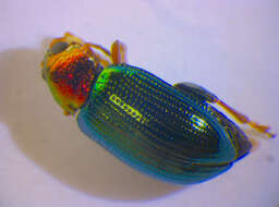 Image of Willow Flea Beetle