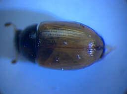 Image of Water scavenger beetle