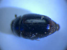 صورة Cercyon (Cercyon) haemorrhoidalis (Fabricius 1775)