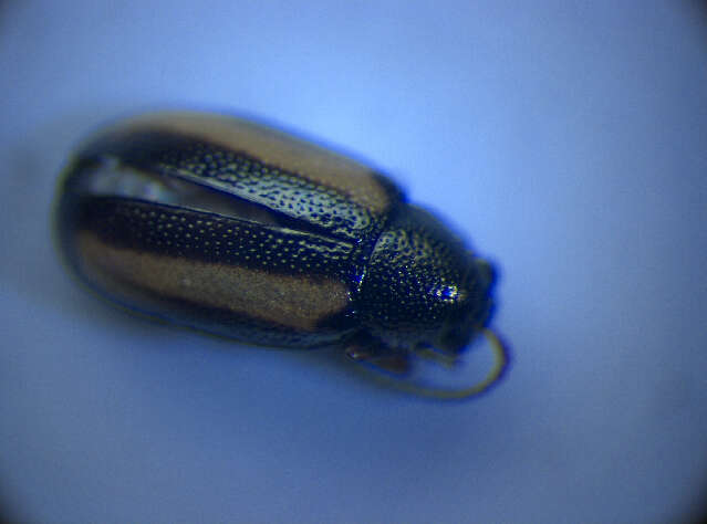 <i>Phyllotreta vittula</i> resmi