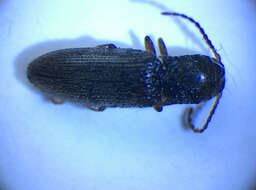 صورة <i>Agriotes pallidulus</i>