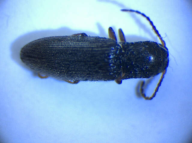 صورة <i>Agriotes pallidulus</i>