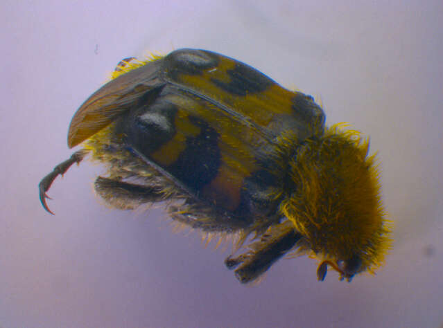 Image of Bee beetle