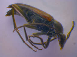 Image of Black-striped Longhorn Beetle