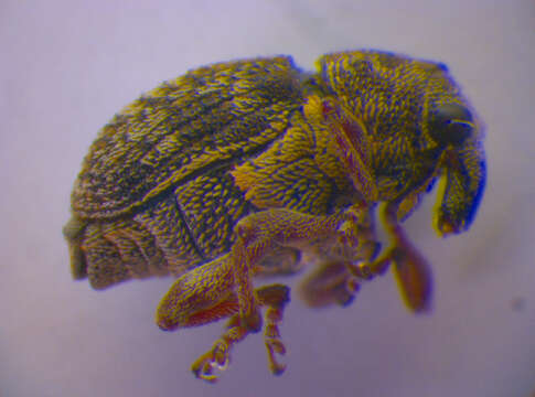 Image of European weevil