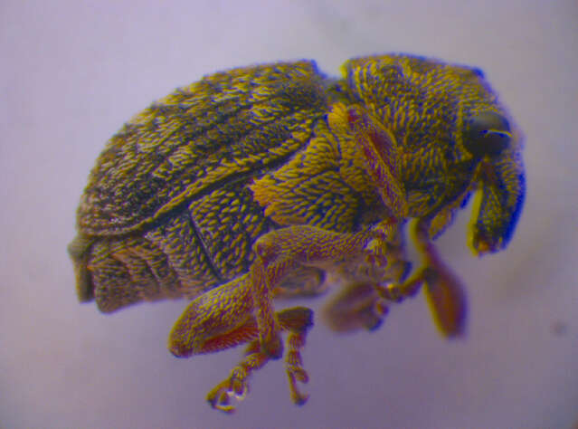 Image of European weevil