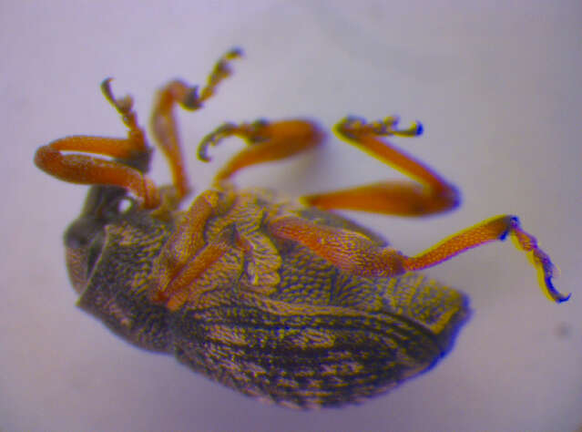 Image of European weevil