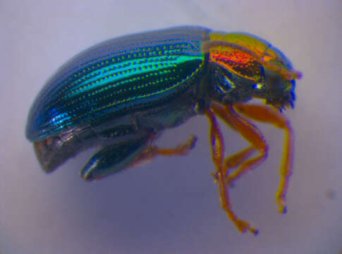 Image of Willow Flea Beetle