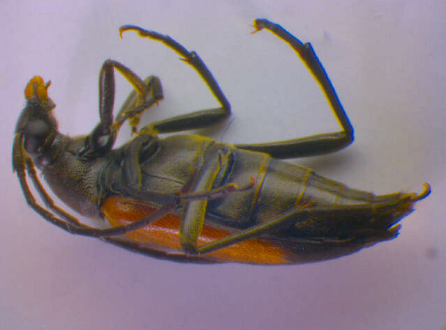 Image of Black-striped Longhorn Beetle