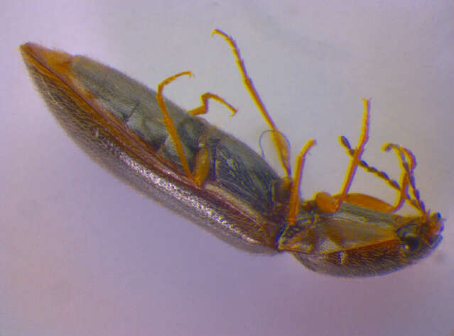 Image of <i>Athous subfuscus</i>