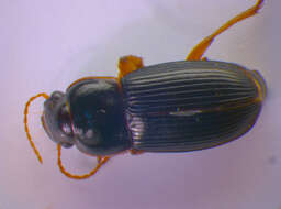 Image of Harpalus (Harpalus) latus (Linnaeus 1758)