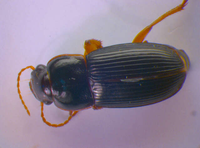 Image of Harpalus (Harpalus) latus (Linnaeus 1758)